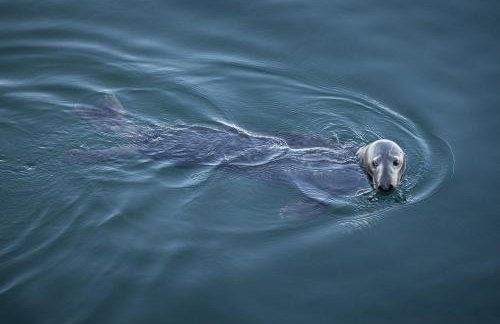 Cape Escape Chatham 5 Star Beach Chic 5 Min Walk to Beach-Newly Renovated Private Retreat AC - Foto 30