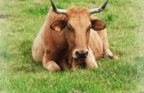 PIEDRAS DE ASTURIAS - Foto 46