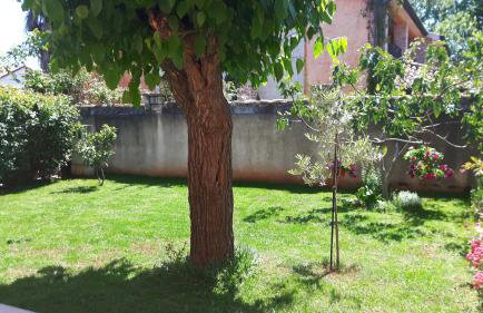 Apartment Ivan - Foto 8