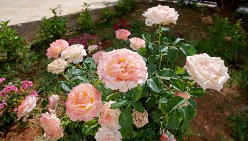 Messinian Seaview Retreat - Foto 3, Garden
