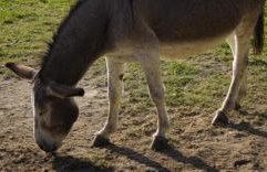 L'Agriturismo di Montalbino - Foto 10