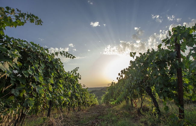 Tenuta Moriano - Foto 50