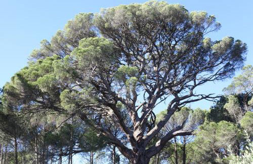 Casas do Pinheiro Grande - Foto 46