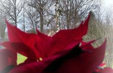 Kotlina Kłodzka Pod Brzozami - Foto 33