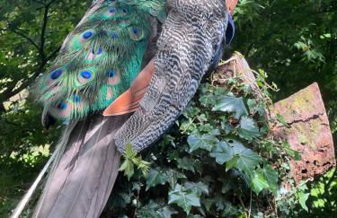 Treeside woodhouse - Foto 64