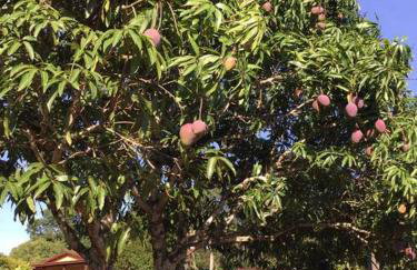 Chácara Verzani - Foto 72