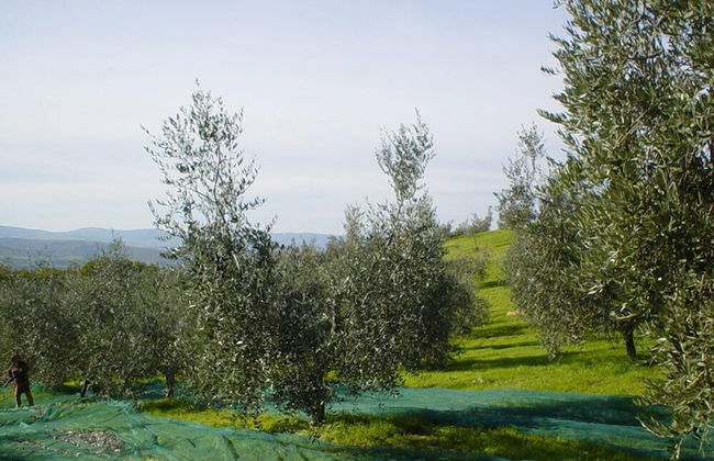 Verdidea - Vallocchie - Foto 34