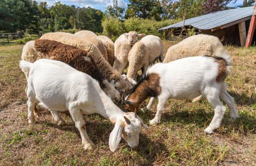 Meadow Farm in Holly Springs, NC - Foto 57