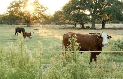 Modern Farmstay Cabin with Friendly Animals, Pond Views & Nature Trails Near Cedar Creek, Texas - Photo 34