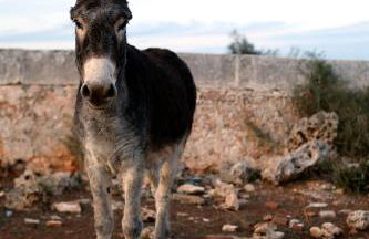 Agroturismo Matxani Gran - Foto 28