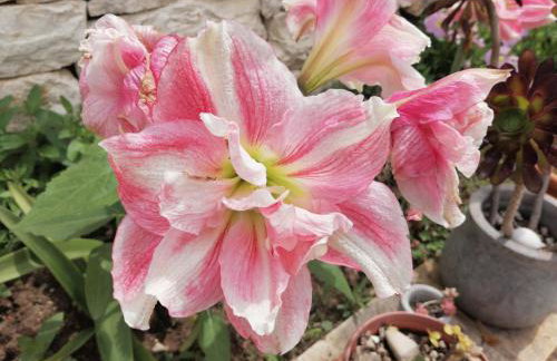 Makis Apartments - Foto 35