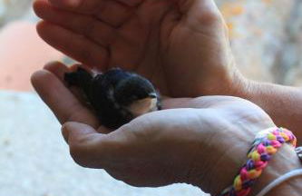 Villa Antonella - Photo 14