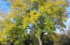 Au cocon des promenades - Foto 6