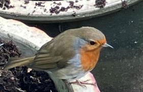 Canad Adar - Song of the Birds - Teifi Valley - Foto 5