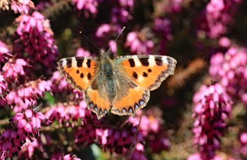 Haus der Behaglichkeit - Foto 28