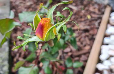Lucy's Rosegarden - Photo 32