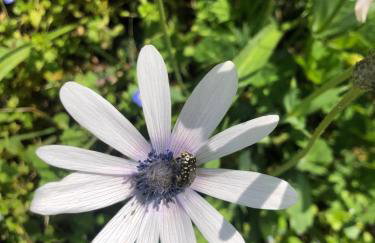 House CresWien 01 Martinšćica - Foto 4