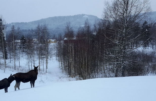 Knut's Camping och Lägenheter - Foto 18