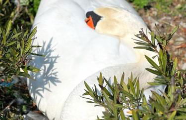 Absentia 1763 Garda Boutique Home - Lake front - Foto 43