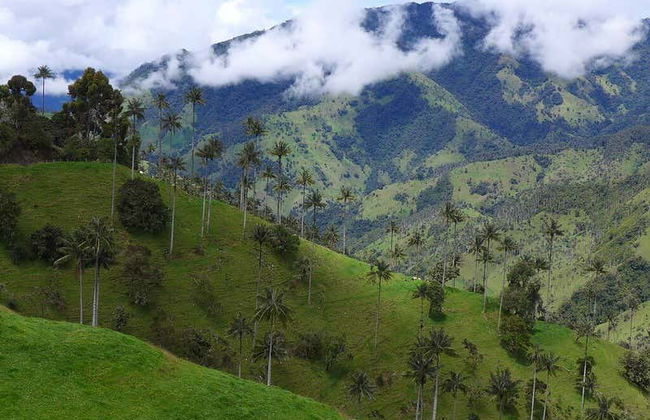 Escursione al santuario di palme da cera di Toche - Foto 1