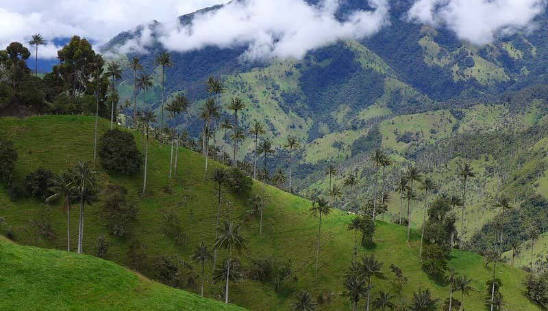 Forêt de palmiers à cire à Tochecito