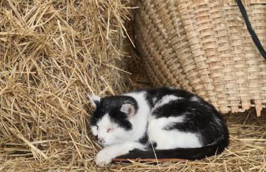 Ferienwohnungen Kuentnerhof - Foto 63