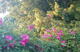 La Colline de Tilleul - Les Tilleuls - 4 STAR RATED - stunning cottage with pool near Aubeterre in idyllic location - Foto 53