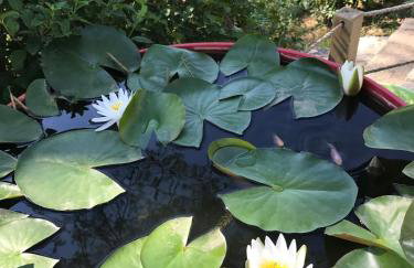 Independent studio st Clement of rivers 5 mn montpellier - Foto 2