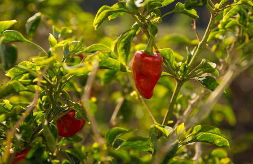 Banana Garden Suites - Foto 7