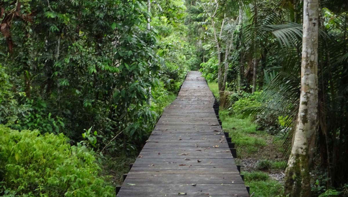 Sendero de la Ecovía por la selva