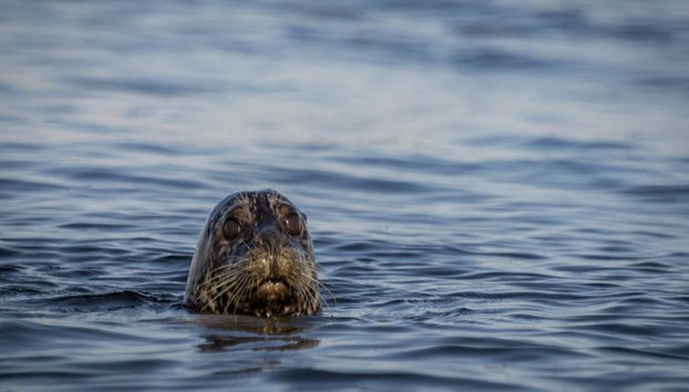 Full Day Kayaking with Whales Tour - Foto 4
