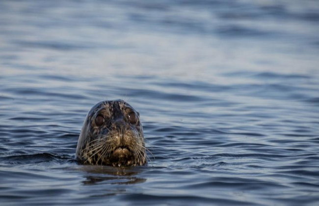 Full Day Kayaking with Whales Tour - Foto 4