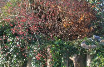 Haus "üm de Eck" - Die Kapitänswohnung - Foto 33