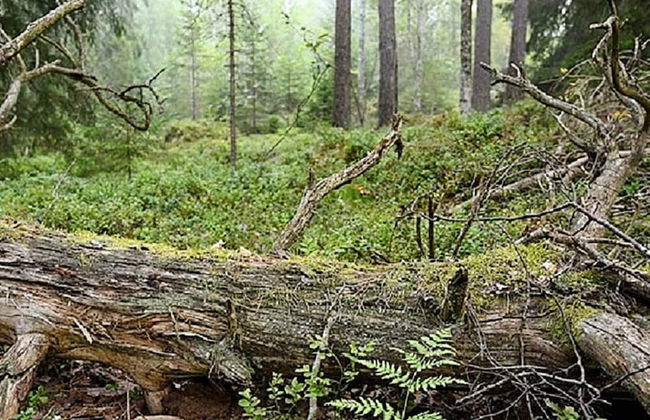 4 Person Holiday Home in Furuby - Foto 15