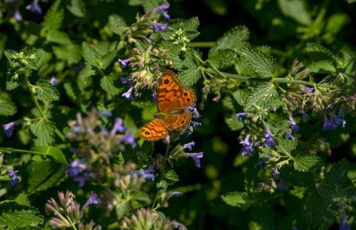 Gazzi Apartments 'Panoramic & Relaxing' - Foto 79