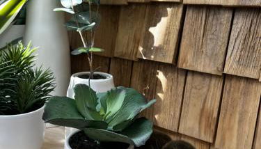 Castor Coquin Aubagne Cassis Aix en Provence - Foto 4