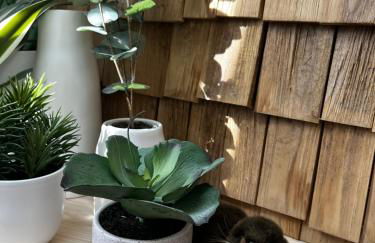 Castor Coquin Aubagne Cassis Aix en Provence - Foto 4