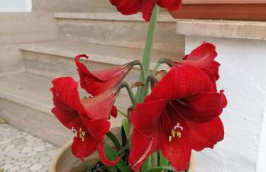 Casa Low Cost - Foto 73