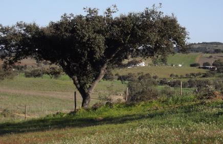 Casa da Comadre - Casas de Taipa - Foto 45