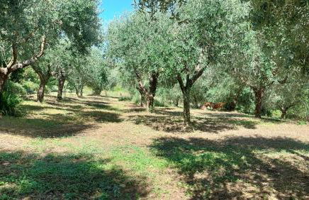 Fattoria Adriatica - Foto 11