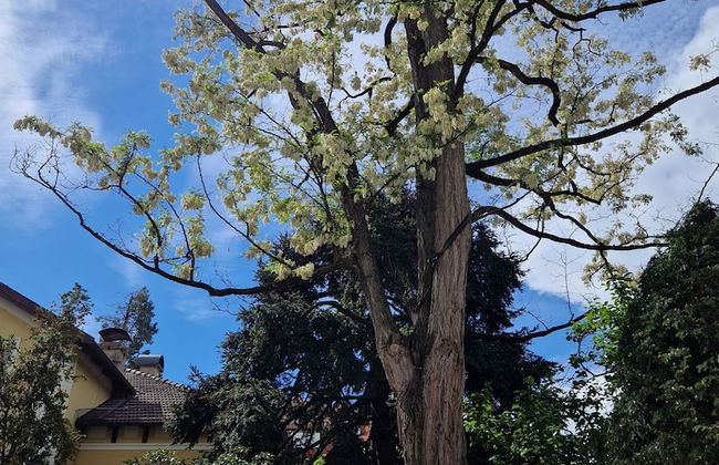 Residence Diana - Foto 58