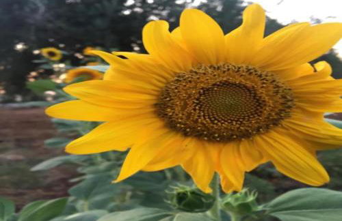 Tranquil Villa in Apulia - Foto 25