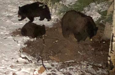 How would it feel to live close to the wildlife in a peaceful cozy cabin - Foto 23