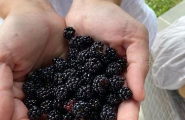 Wine Country Farmhouse - Foto 52