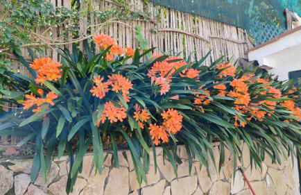 Panoramic Sea-View Apartments with Terrace, Marina della Lobra - Foto 21