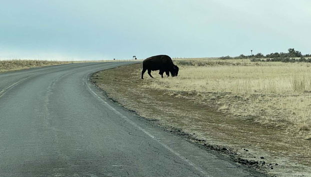 Antelope Island Tour - Photo 4
