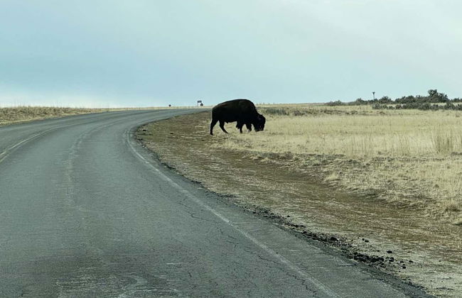 Antelope Island Tour - Photo 4