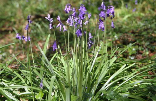 Bodior Garden Cottage Bach - Photo 31