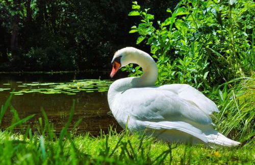 Alt-Berliner Schwanenhof - Ferienwohnungen Lychen - Photo 34