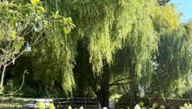 Los Sauces - Villa en Carriazo, Ribamontan al Mar, Cantabria - Foto 5, Garden